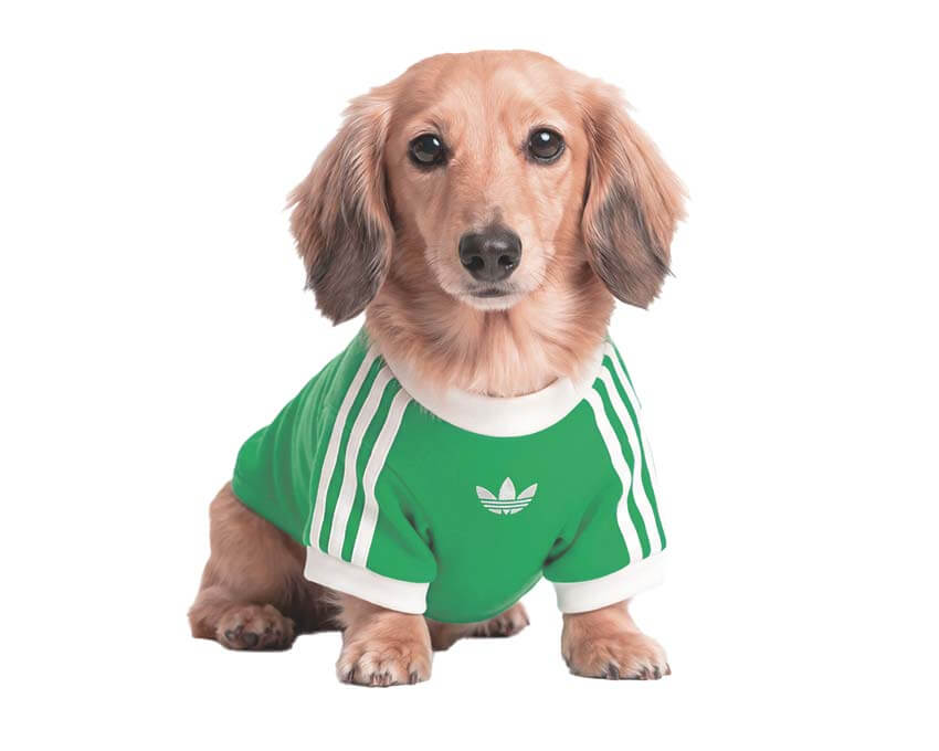 Adidas Pet Cali Tee "Flash Lime"