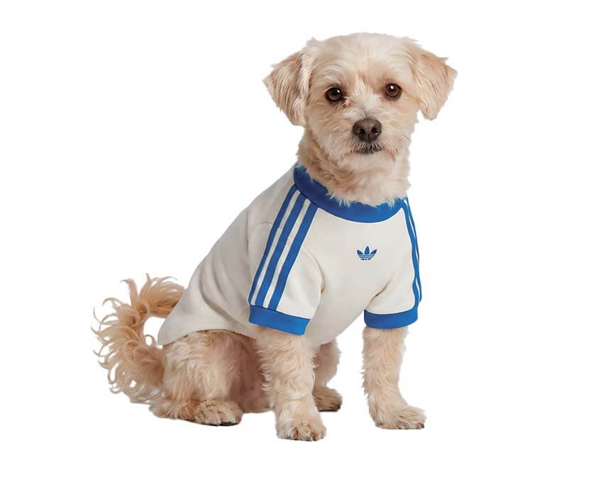 Adidas Pet Cali Tee "Blue Bird"